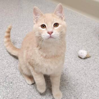 Domestic Short Hair Cats Available for Adoption - Upside Down | PetCurious