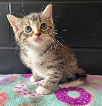 Domestic Short Hair Cats Available for Adoption in Effingham, Illinois - Sapphire | PetCurious