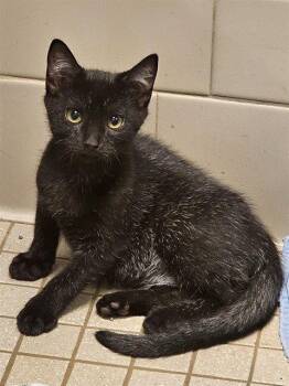 JETTY -  Domestic Short Hair Cat for Adoption in Clyde, North Carolina - JETTY | PetCurious