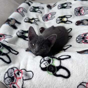 Maya -  Domestic Short Hair Cat for Adoption in Austin, Texas - Maya | PetCurious