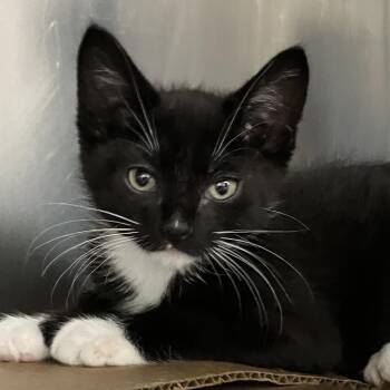 Blep -  Domestic Short Hair Cat for Adoption in Idaho Falls, Idaho - Blep | PetCurious