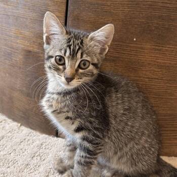 Forest -  Domestic Short Hair Cat for Adoption in Liverpool, Texas - Forest | PetCurious