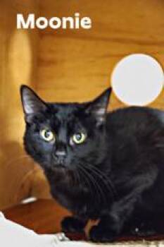 Domestic Short Hair Cats Available for Adoption in Tiger, Georgia - Moonie | PetCurious