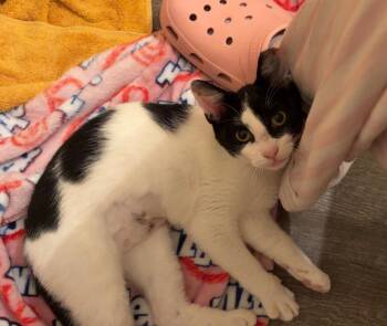 Selena -  Domestic Short Hair Cat for Adoption in Evans, Georgia - Selena | PetCurious