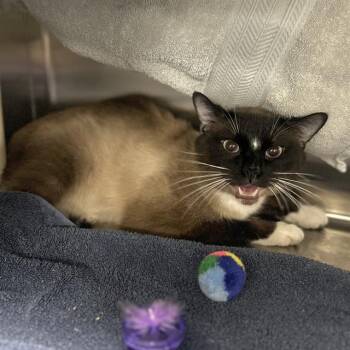 Rescue Snowshoe and Siamese Cats for Adoption - ANTIGO | PetCurious