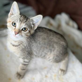 Kansas -  Domestic Short Hair Cat for Adoption in Brownsboro, Alabama - Kansas | PetCurious