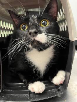 Jonathon Heimy -  Domestic Short Hair Cat for Adoption in Bloomington, Indiana - Jonathon Heimy | PetCurious