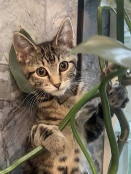 Cindy Crawford 0313 -  Domestic Short Hair Cat for Adoption in Dallas, Texas - Cindy Crawford 0313 | PetCurious