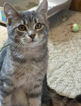 Granite -  Domestic Short Hair Cat for Adoption in Kettering, Ohio - Granite | PetCurious