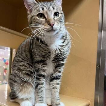 Olive -  Domestic Short Hair Cat for Adoption in Gladstone, Oregon - Olive | PetCurious