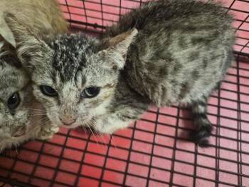 A656837 -  Domestic Short Hair Cat for Adoption in Houston, Texas - A656837 | PetCurious