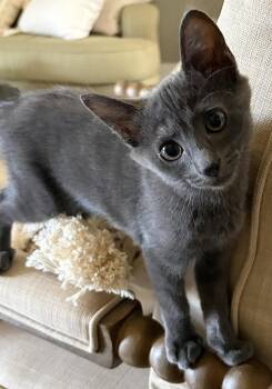 Kayak -  Domestic Short Hair Cat for Adoption in Oviedo, Florida - Kayak | PetCurious