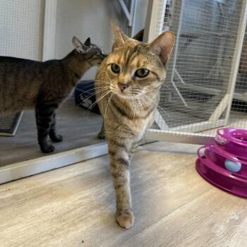 Kuma -  Domestic Short Hair Cat for Adoption in Durango, Colorado - Kuma | PetCurious