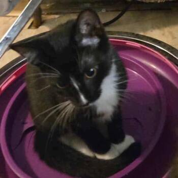 Rescue Domestic Medium Hair Cats for Adoption in Rochester, Minnesota - Speedy | PetCurious