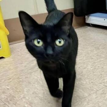 Onyx -  Domestic Short Hair Cat for Adoption in Batavia, New York - Onyx | PetCurious