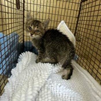 Amethyst -  Domestic Short Hair Cat for Adoption in West Palm Beach, Florida - Amethyst | PetCurious