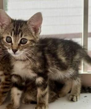 Tally -  Domestic Short Hair Cat for Adoption in Denver, Colorado - Tally | PetCurious