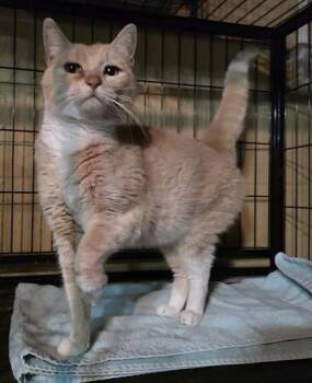 Churro -  Domestic Short Hair Cat for Adoption in Berwick, Pennsylvania - Churro | PetCurious