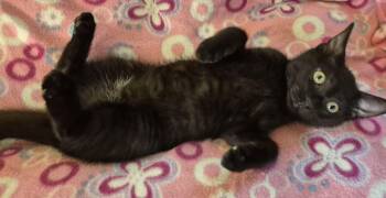 FARMER TIM -  Domestic Short Hair Cat for Adoption in Highland Park, New Jersey - FARMER TIM | PetCurious