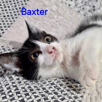 Baxter -  Domestic Short Hair Cat for Adoption in NEW PT RICHEY, Florida - Baxter | PetCurious