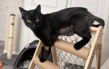 Rescue Domestic Short Hair Cats for Adoption in Las Vegas, Nevada - STORM | PetCurious