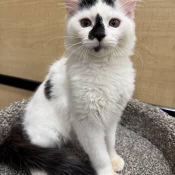 Domestic Medium Hair Cats Available for Adoption - Denver  | PetCurious