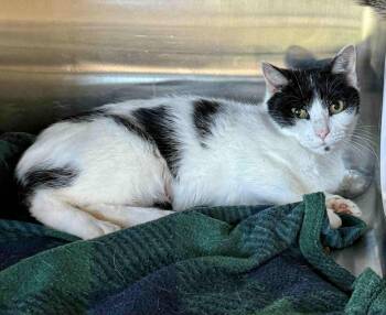 Rescue Domestic Short Hair Cats for Adoption in Columbia, Tennessee - Tuna | PetCurious