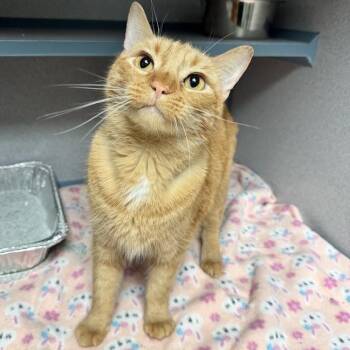 Cheddar Brat -  Domestic Short Hair Cat for Adoption in Waterloo, Iowa - Cheddar Brat | PetCurious