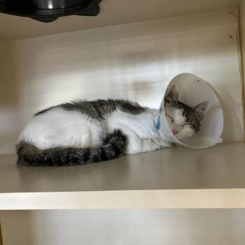 Betsy -  Domestic Short Hair Cat for Adoption in Idaho Falls, Idaho - Betsy | PetCurious