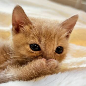 Rescue Domestic Short Hair Cats for Adoption in Pleasanton, California - Puff | PetCurious