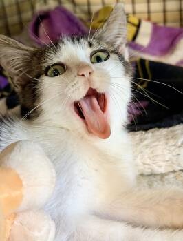 Domestic Short Hair Cats Available for Adoption in Homestead, Florida - Hammy | PetCurious