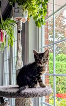 Mario -  Domestic Short Hair Cat for Adoption in Delson, Quebec - Mario | PetCurious