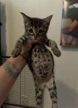 ZAN -  Domestic Short Hair Cat for Adoption in Charlotte, North Carolina - ZAN | PetCurious