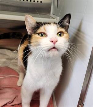 VANILLI -  Domestic Short Hair Cat for Adoption in Kalamazoo, Michigan - VANILLI | PetCurious