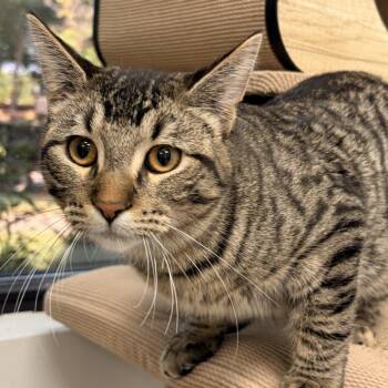 Manny -  Domestic Short Hair Cat for Adoption in Naperville, Illinois - Manny | PetCurious