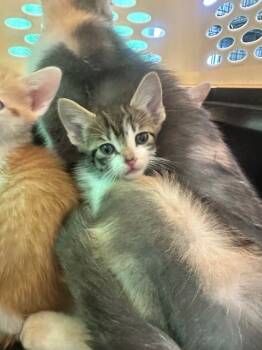 Rescue Domestic Short Hair Cats for Adoption in Albany, Wisconsin - Truman | PetCurious