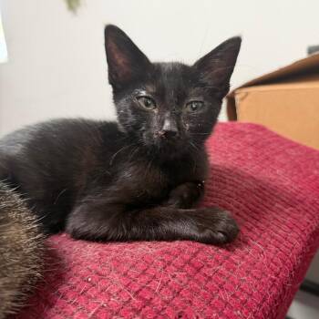 Lena -  Domestic Short Hair Cat for Adoption in Long Beach, California - Lena | PetCurious