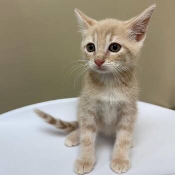 Ruby -  Domestic Short Hair Cat for Adoption in Birmingham, Alabama - Ruby | PetCurious