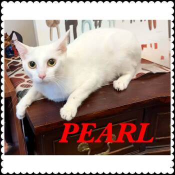 Pearl -  American Shorthair Cat for Adoption in Ashland, Kentucky - Pearl | PetCurious