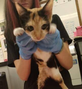 Jupiter -  Domestic Short Hair Cat for Adoption in Palm Coast, Florida - Jupiter | PetCurious