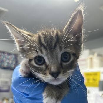 Rescue Domestic Short Hair Cats for Adoption in Summerville, South Carolina - Olson @ Petco On Main Street | PetCurious