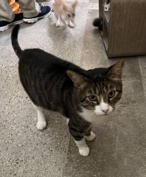 Gizmo -  Domestic Short Hair Cat for Adoption in Tustin, California - Gizmo | PetCurious