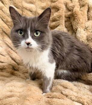 Freya -  Domestic Short Hair Cat for Adoption in Salt Lake City, Utah - Freya | PetCurious