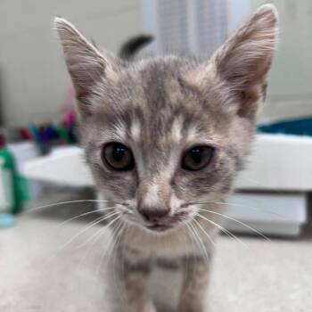 Sunflower 26-07-002 -  Domestic Short Hair Cat for Adoption in Bastrop, Texas - Sunflower 26-07-002 | PetCurious