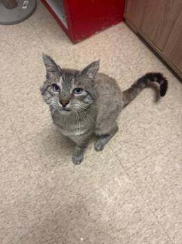 William Wallace -  Domestic Short Hair Cat for Adoption in Heber City, Utah - William Wallace | PetCurious