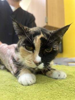 Pooh -  Domestic Short Hair Cat for Adoption in Raleigh, North Carolina - Pooh | PetCurious