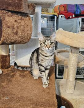 Rescue Domestic Short Hair Cats for Adoption in Melbourne, Florida - Reba | PetCurious