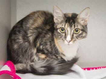 GINNY -  Domestic Short Hair Cat for Adoption in Phoenix, Arizona - GINNY | PetCurious