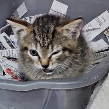 Bird -  Domestic Short Hair Cat for Adoption in Marble, North Carolina - Bird | PetCurious