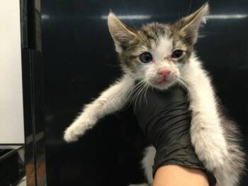 A1921436 -  Domestic Short Hair Cat for Adoption in Thousand Palms, California - A1921436 | PetCurious
